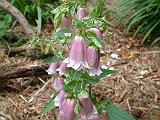 Campanula pink 